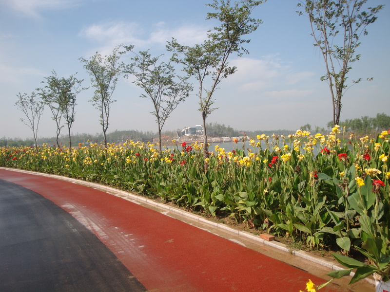 东营市园博园道路工程.JPG